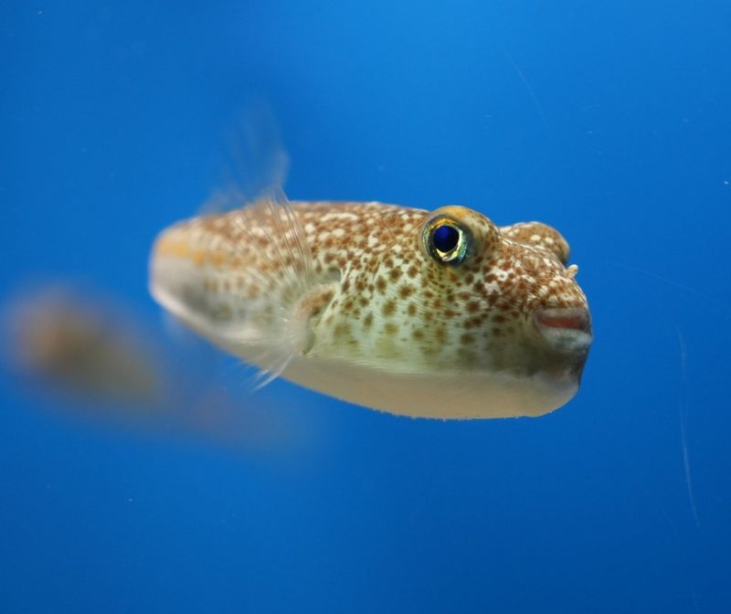 Pufferfish