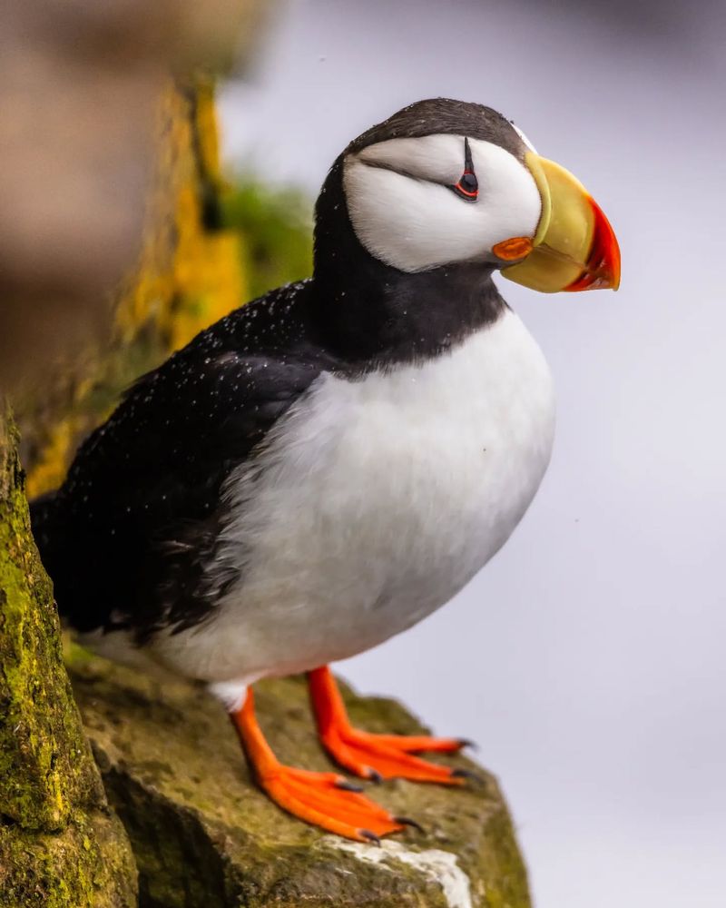 Puffin