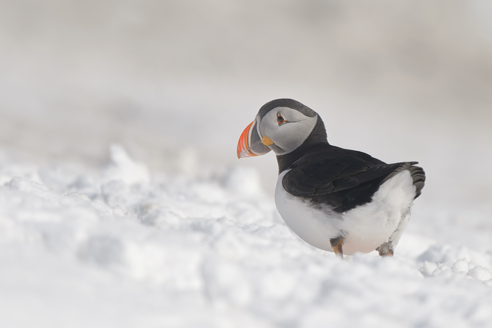 puffin