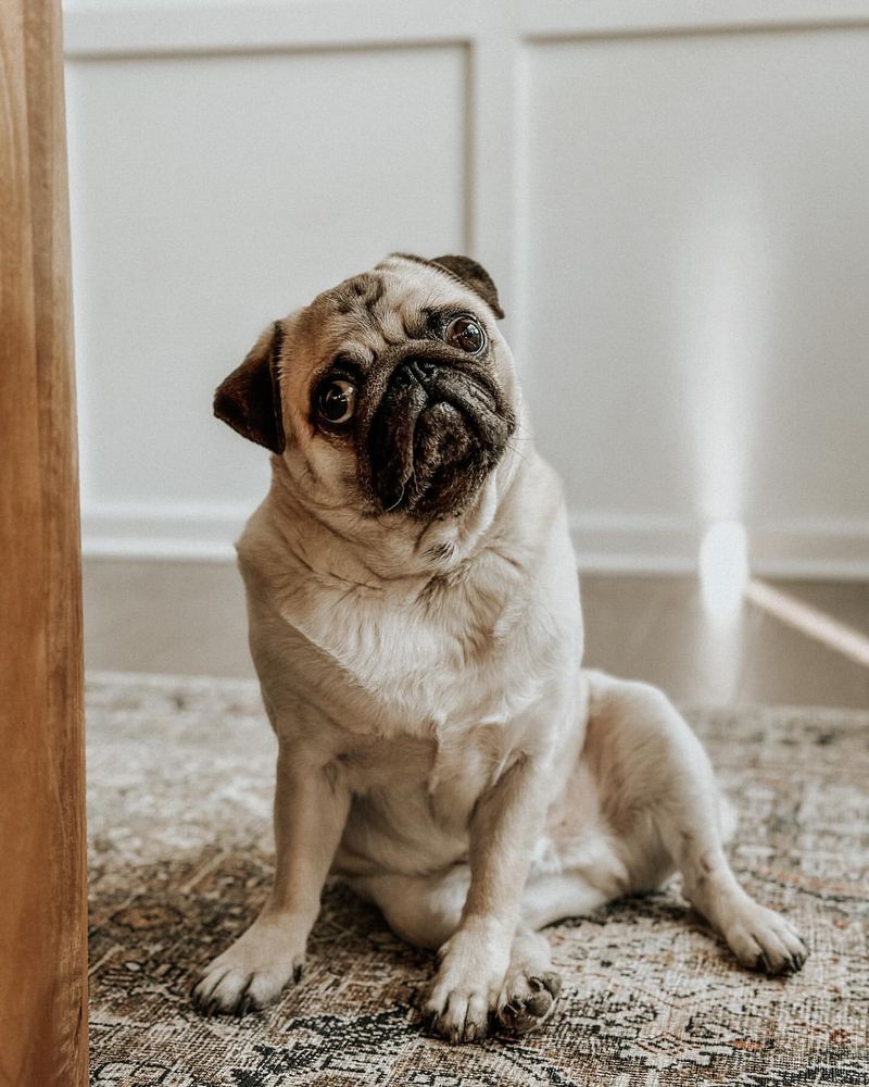 Pug