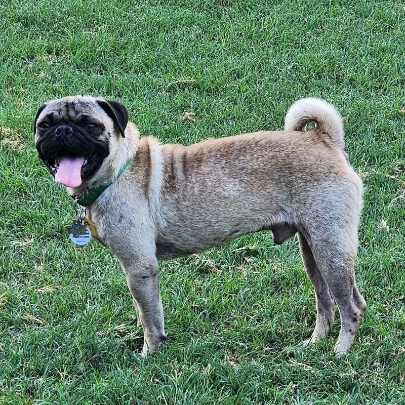 Pug