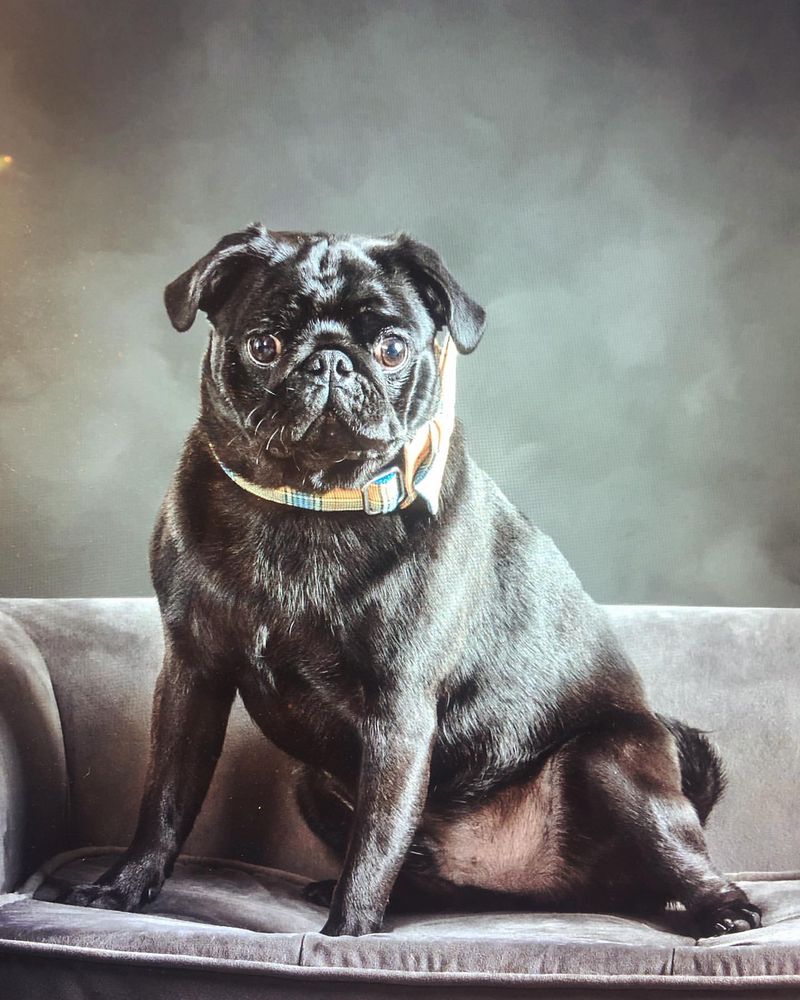 Pug