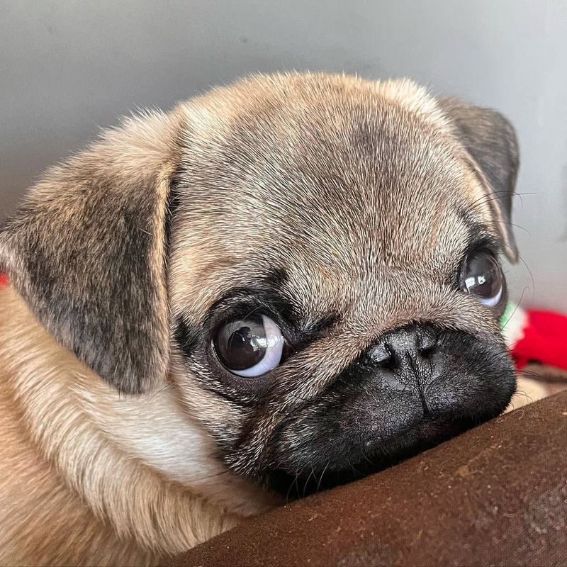 Pug