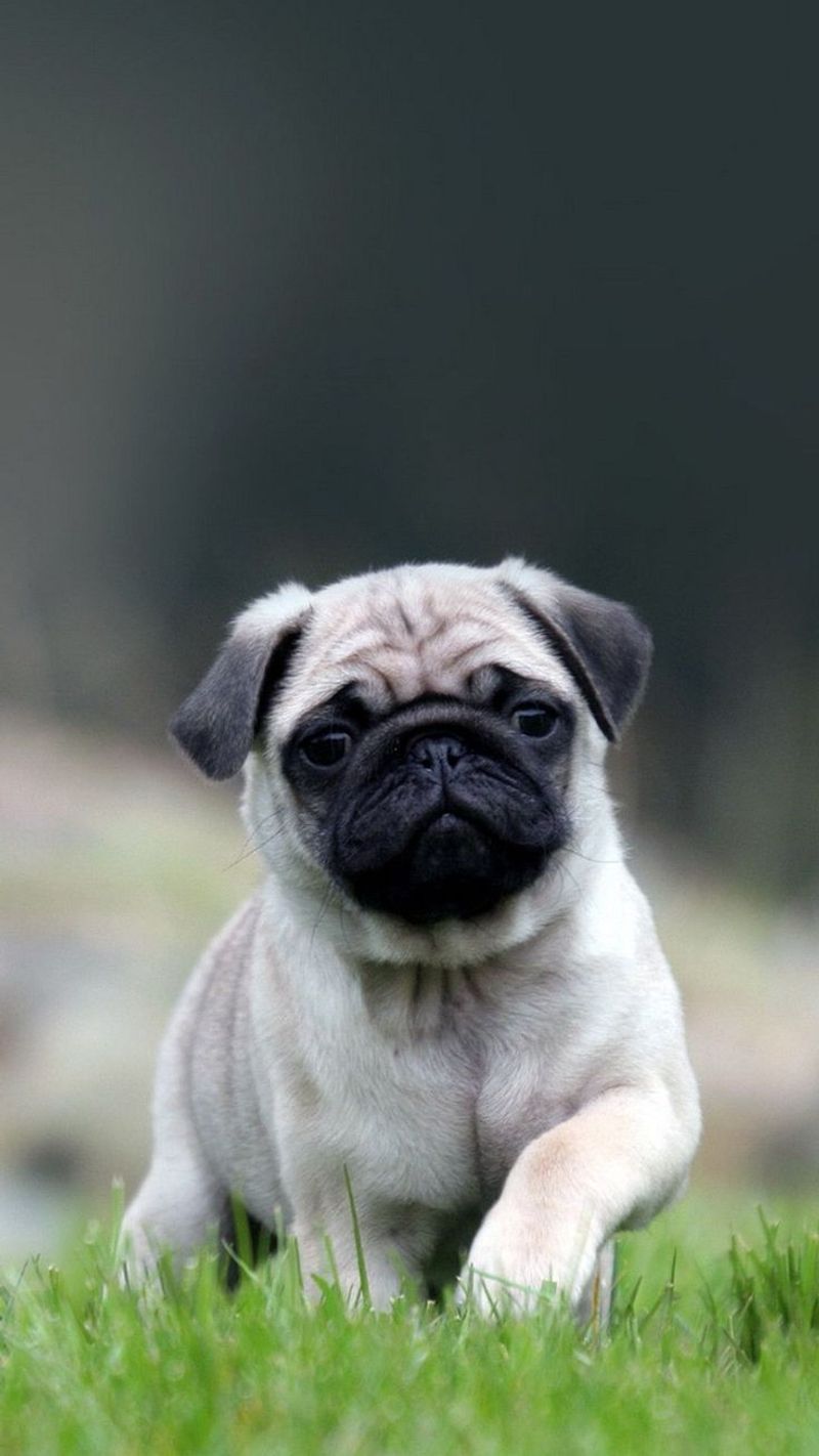 Pug