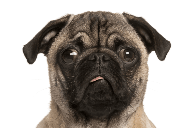 Pug