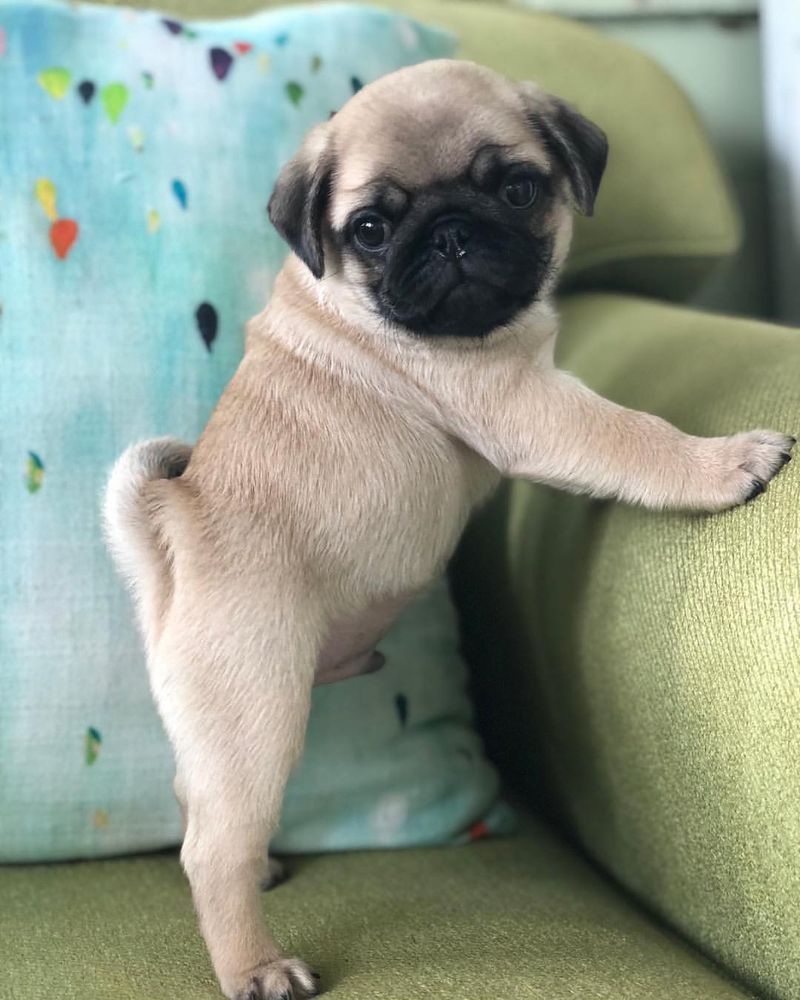 Pug