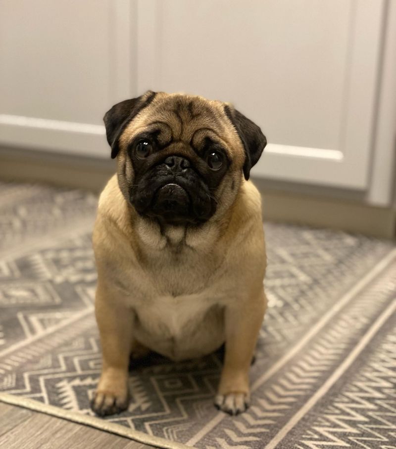 Pug