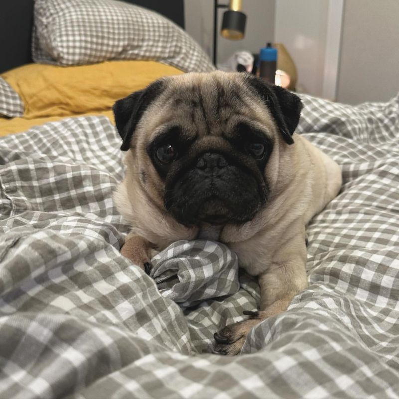 Pug