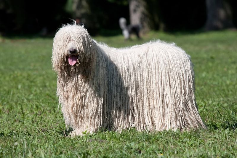 Puli Dog