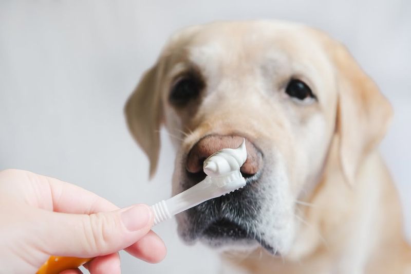 Puppy Toothbrush and Toothpaste