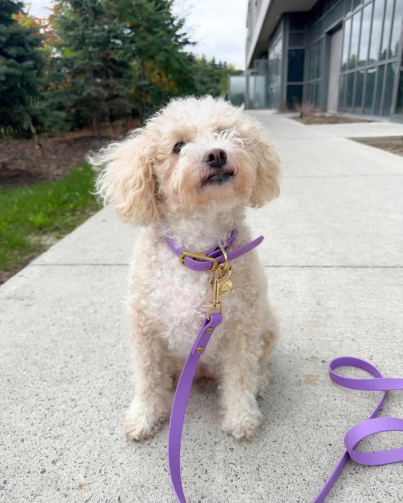 Purple Collar