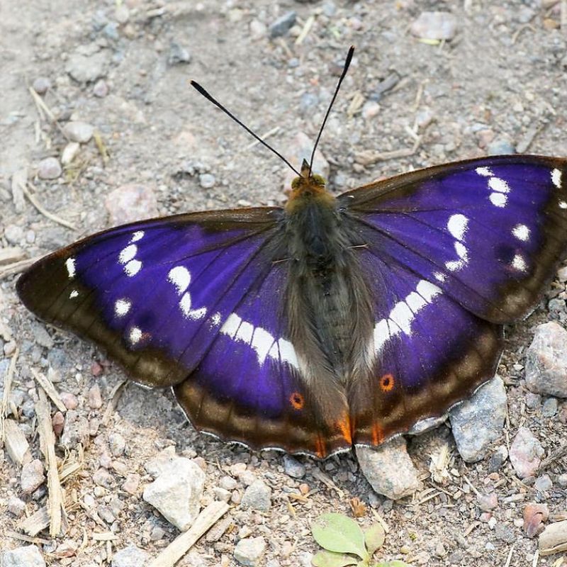 Purple Emperor Butterfly