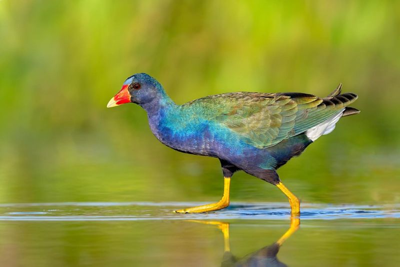 Purple Gallinule