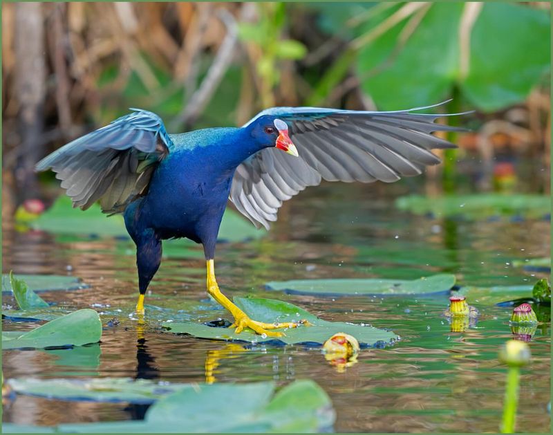 Purple Gallinule