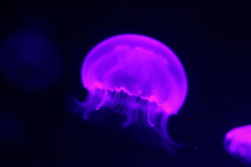 Purple Jellyfish