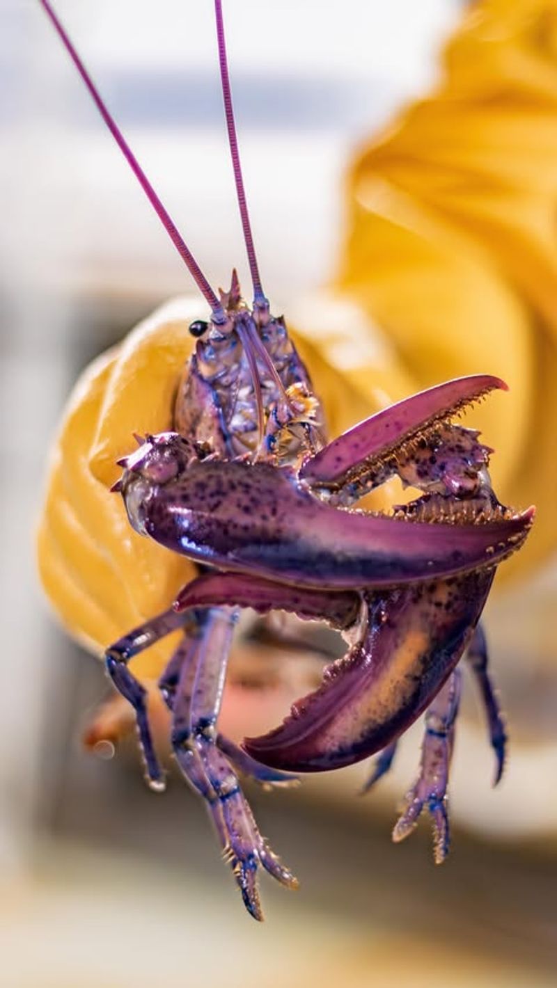 Purple Lobster