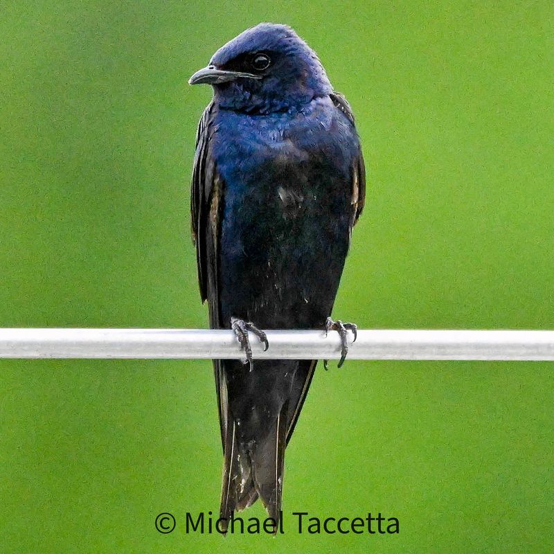 Purple Martin Bird