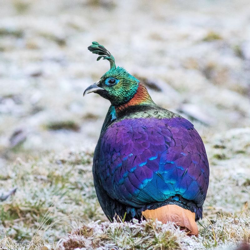 Purple Peafowl