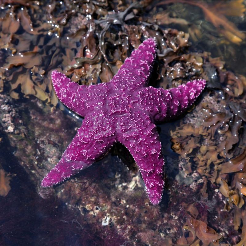 Purple Starfish