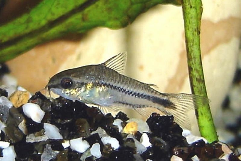 Pygmy Corydoras