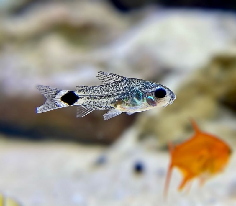 Pygmy Corydoras