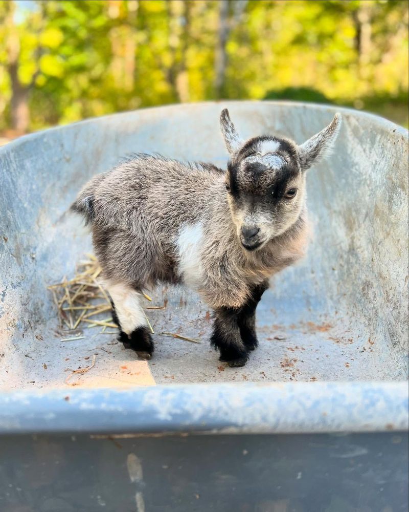 Pygmy Goat