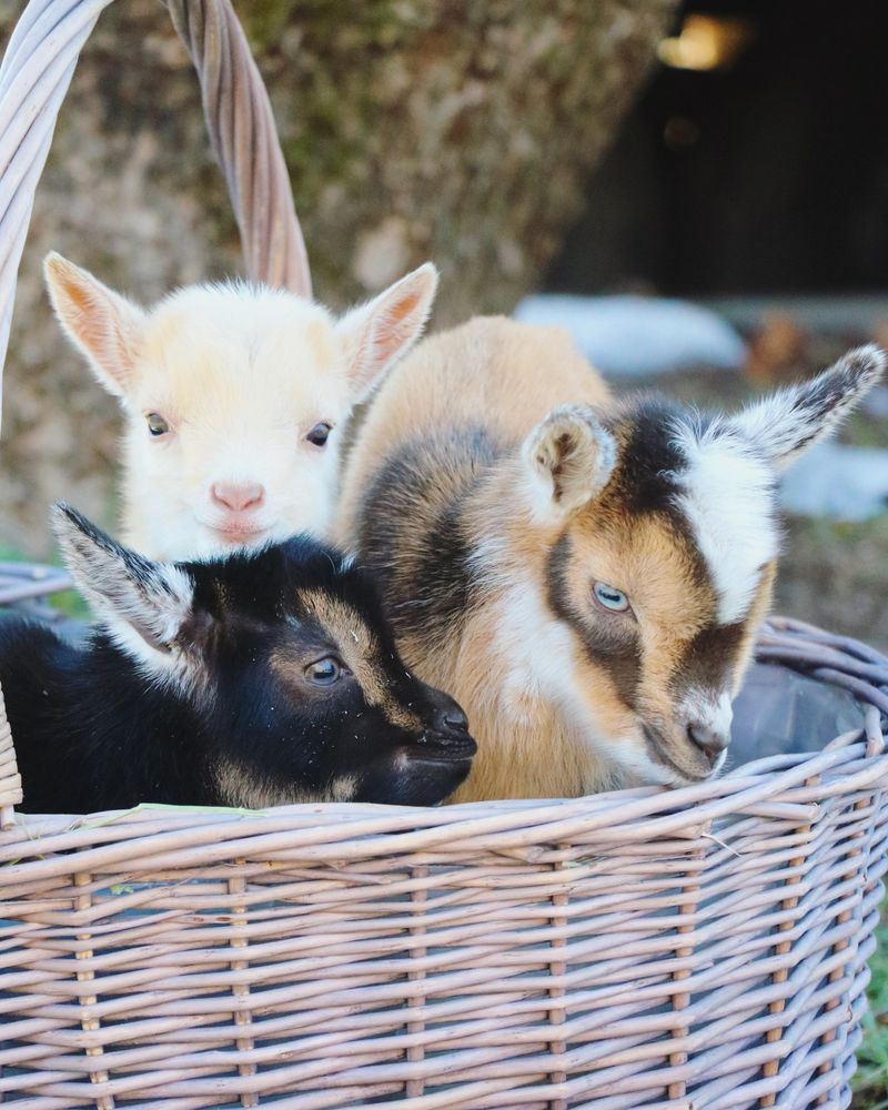 Pygmy Goat