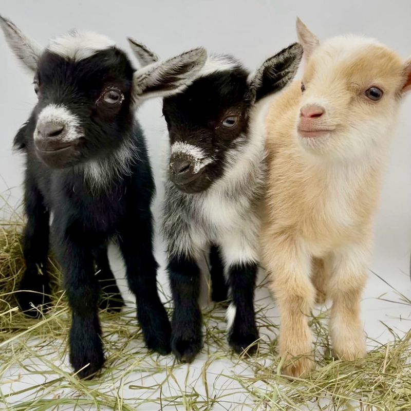 Pygmy Goats