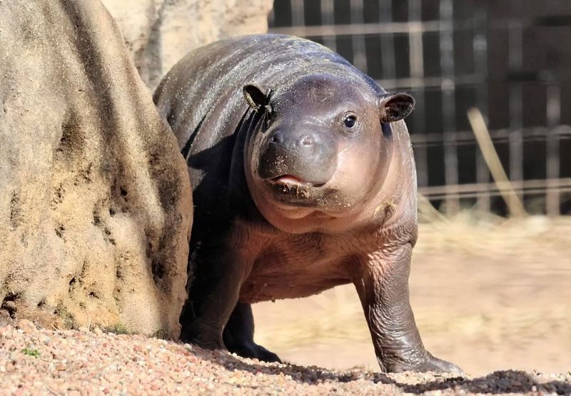 Pygmy Hippopotamus