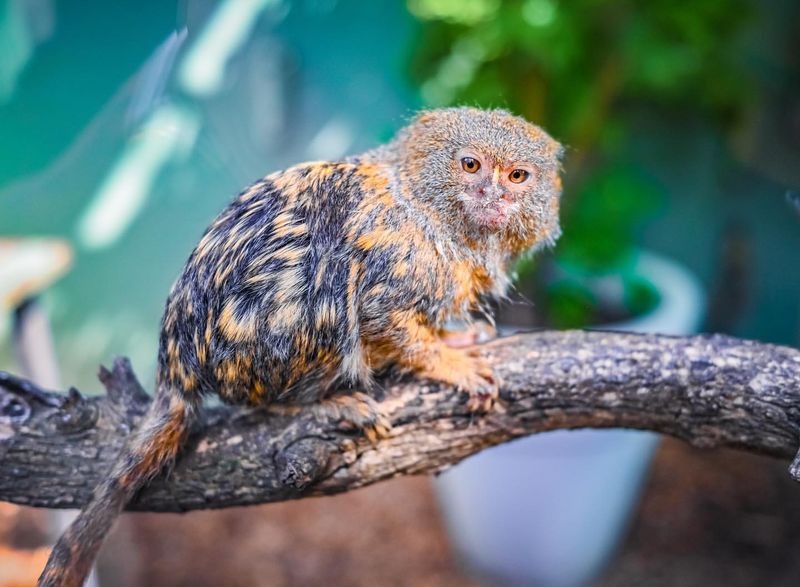 Pygmy Marmoset