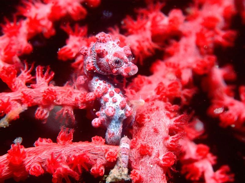 Pygmy Seahorse