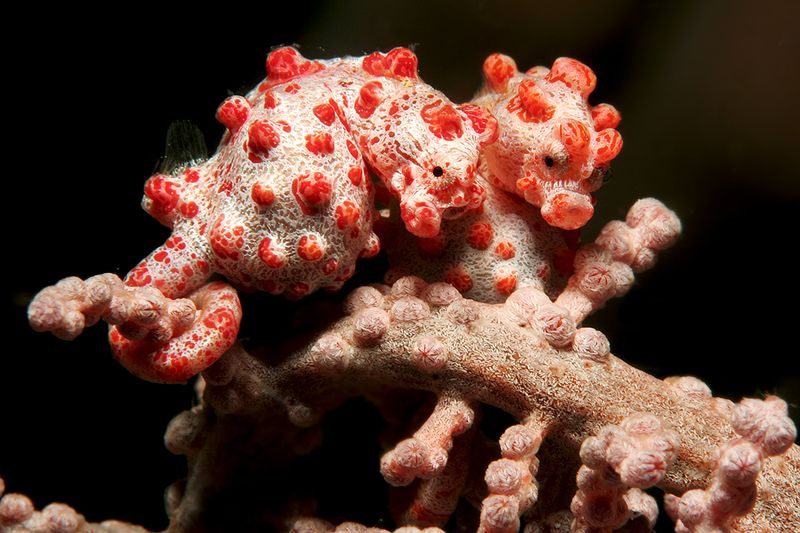 Pygmy Seahorse