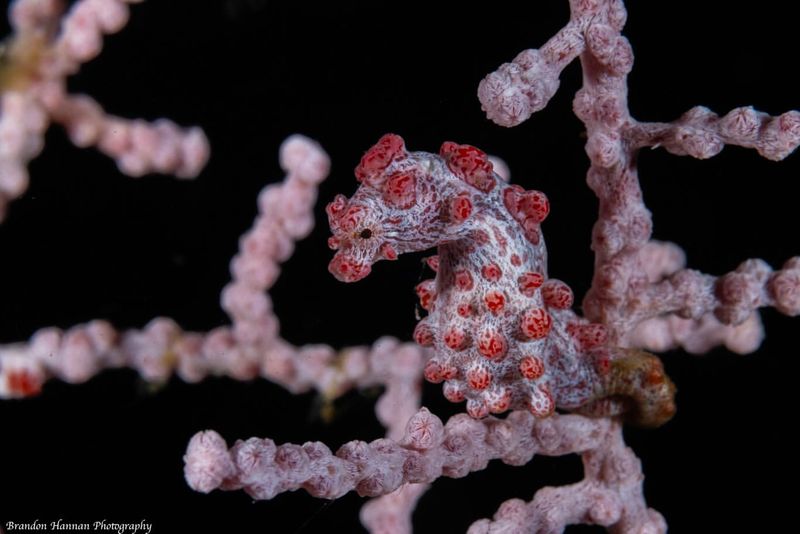 Pygmy Seahorse