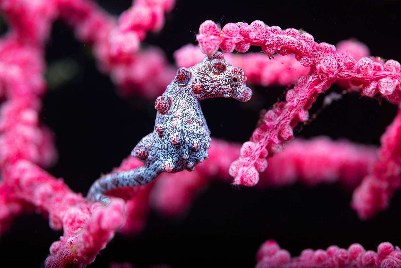 pygmy seahorses