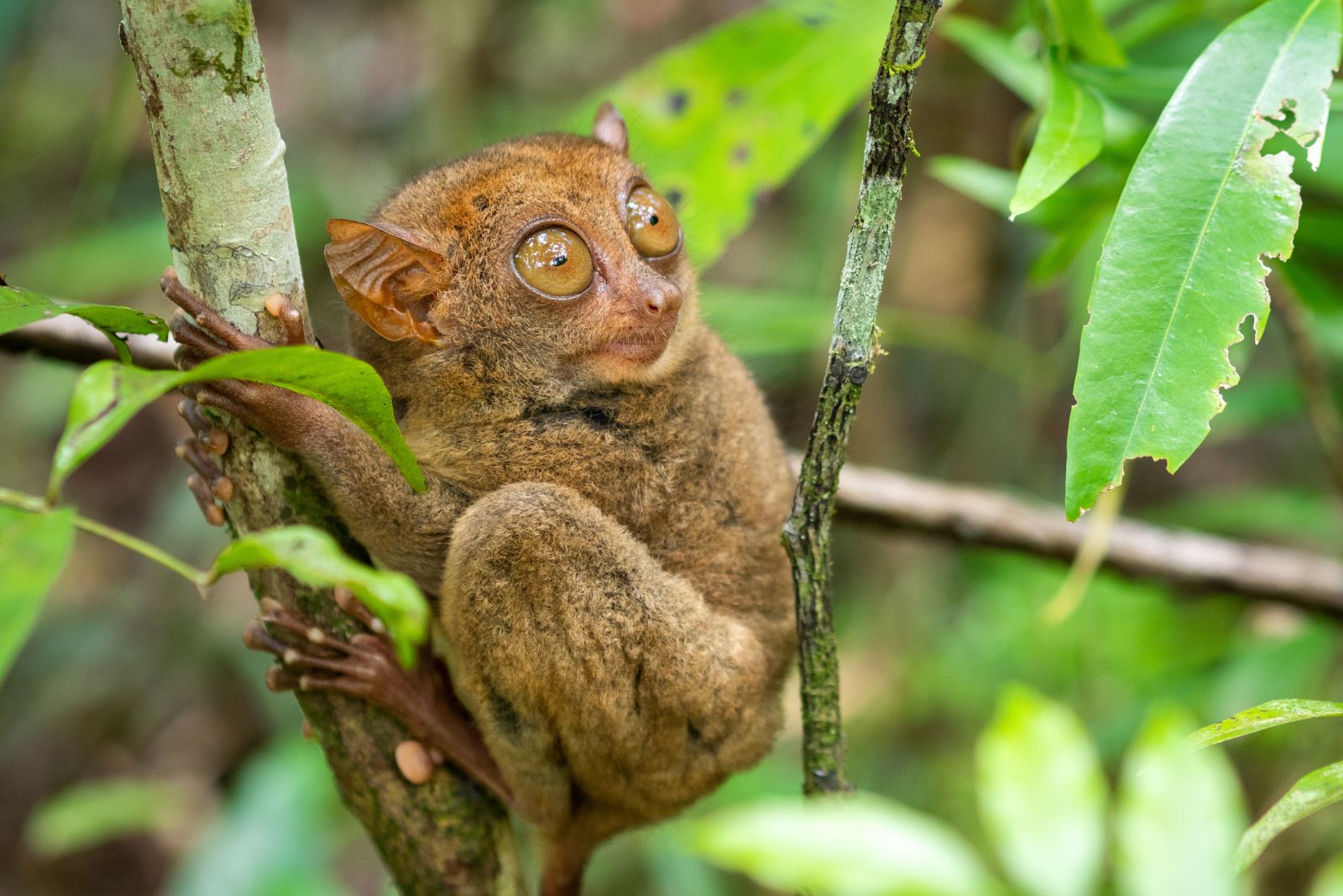 Pygmy Tarsier