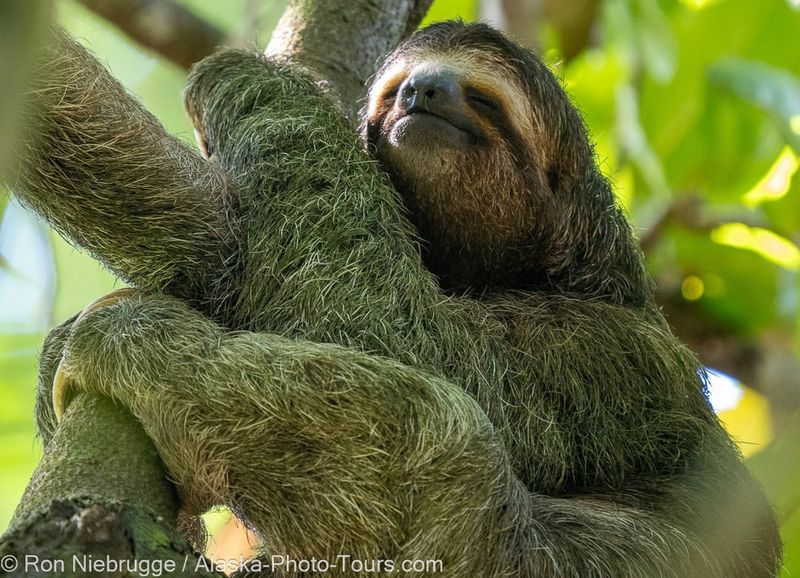 Pygmy Three-Toed Sloth