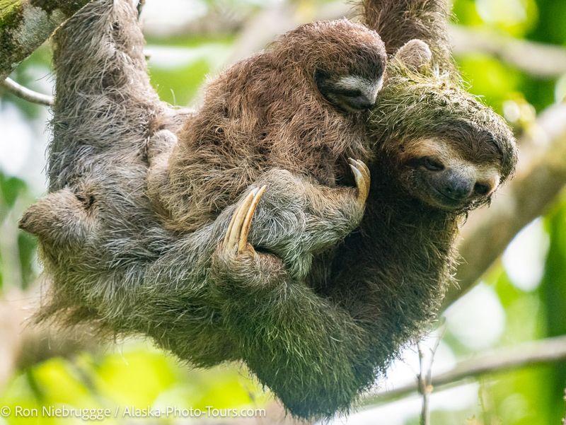 Pygmy Three-Toed Sloth