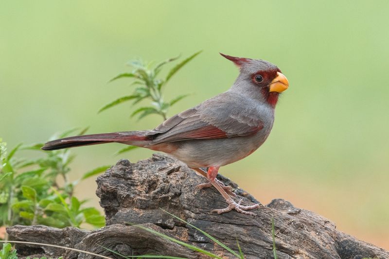 Pyrrhuloxia