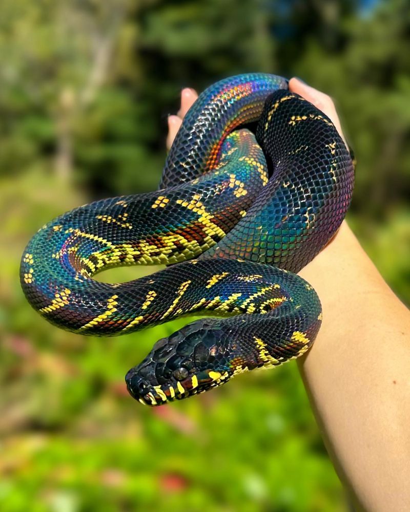 Python