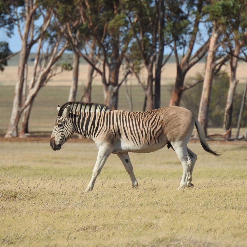 Quagga