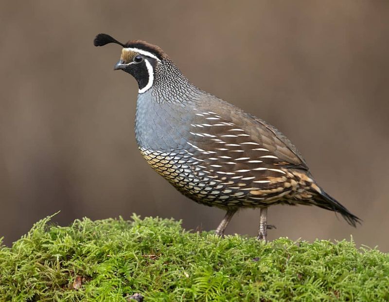 Quail's Role in Ecosystems