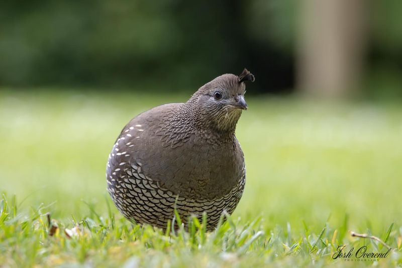 Quail's Adaptive Evolution