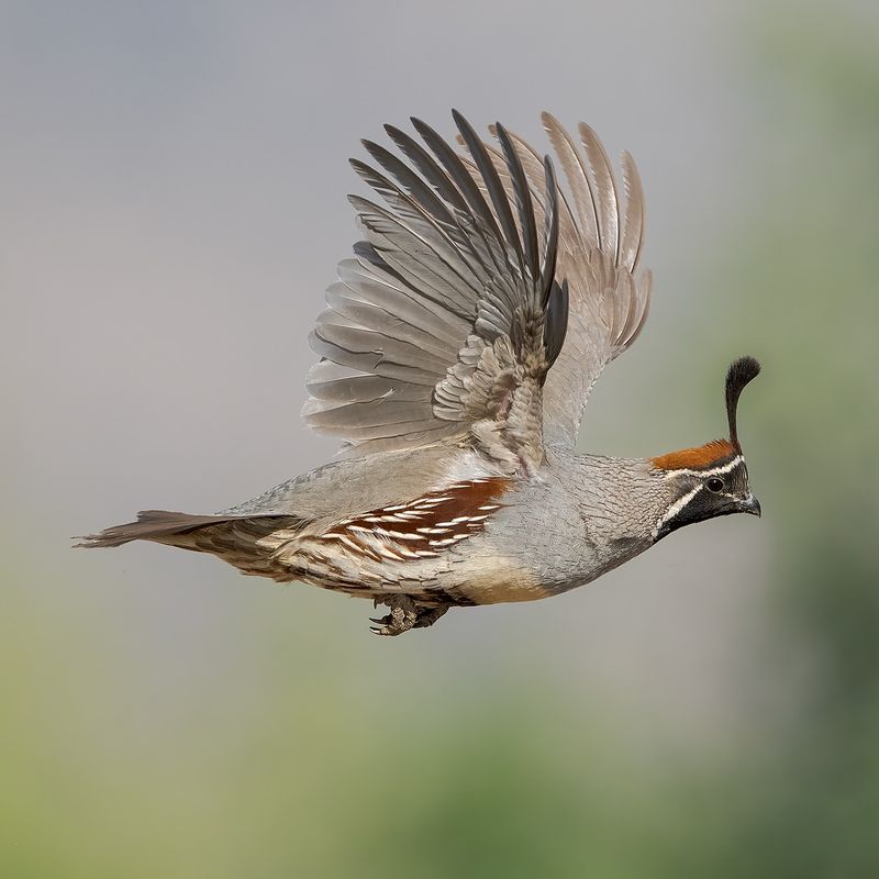 Quail's Predators and Threats