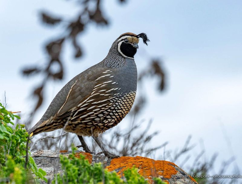 Quail's Symbolism in Literature