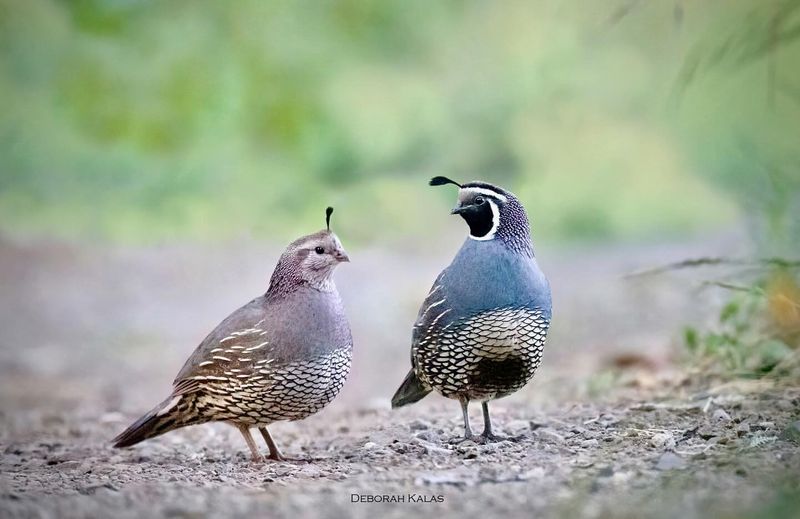 Quail's Mating Rituals