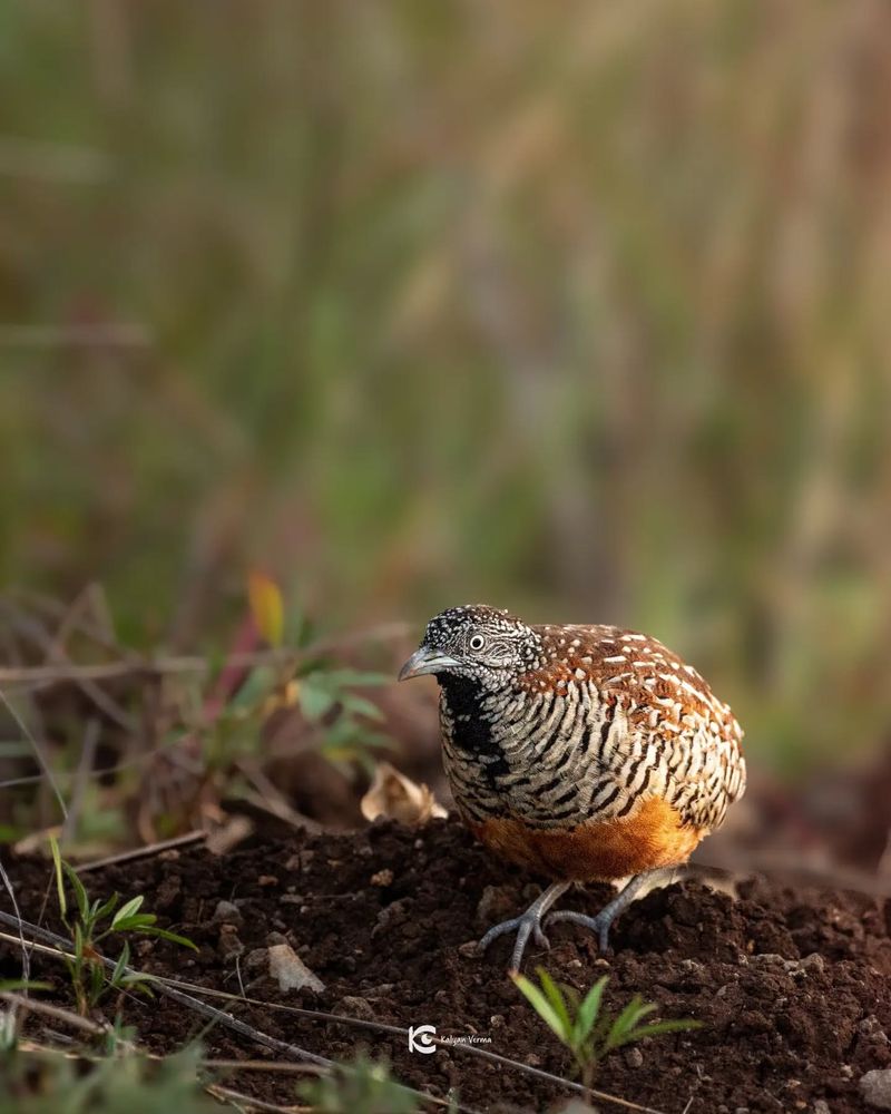 Quail Camouflage Skills