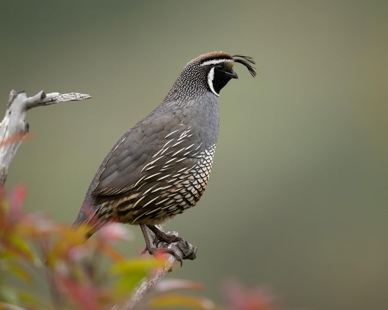 Quail Conservation Challenges