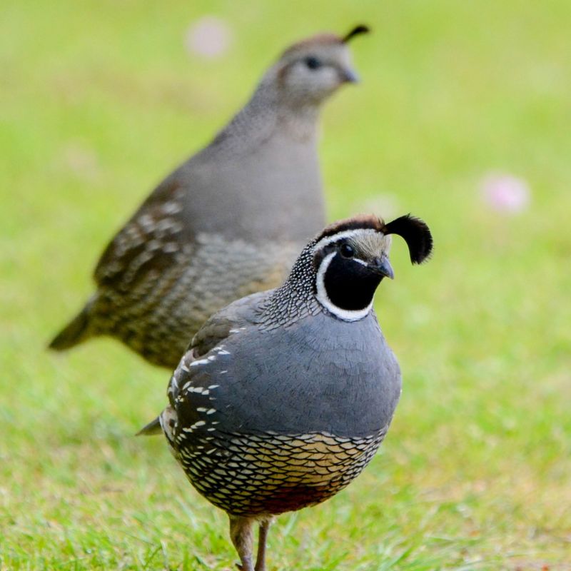 Quail DNA and Genetics