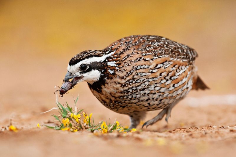 Quail Dietary Preferences