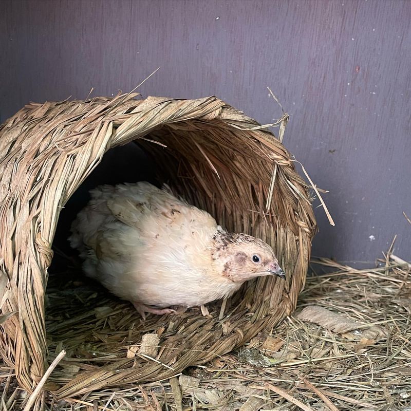 Quail Nesting Habits